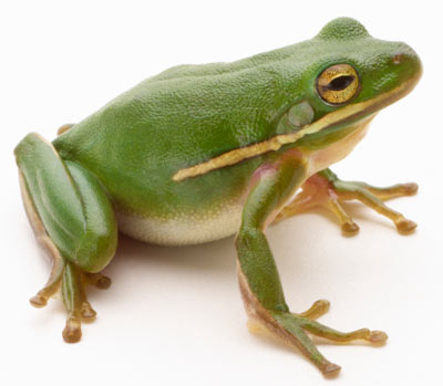 Just see this nice, healthy froggie